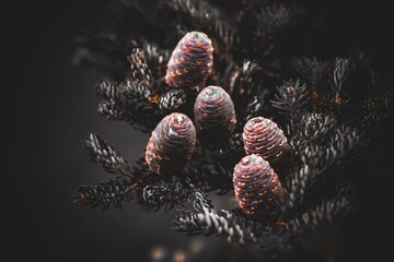 Closeup of acorns on a branch of a fir tree (Abies fargesii) on a dark background