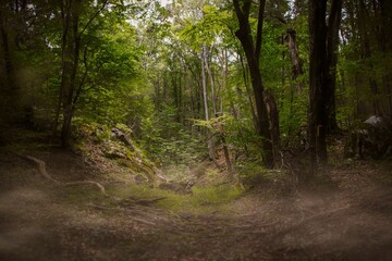 Fototapeta premium Scenic view of an mystical evergreen forest with lush trees during daytime