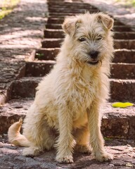 Vertical closeup of a Dutch Smoushond standing on stairs outdoors