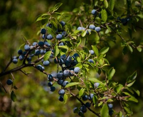 Closeup of ripe blackthorns growing on a green tree in sunlight