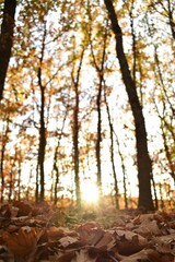 Vertical shot of the dried autumn leaves on the ground with sunlight coming through the trees