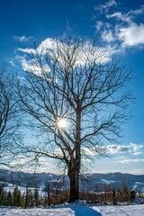 Vertical shot of the deciduous tree in the snow-covered area against a blue sky