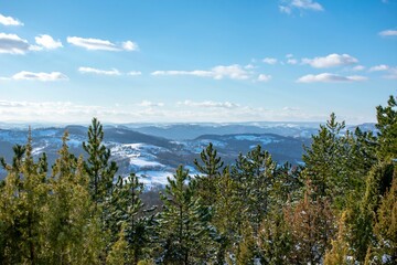 Obraz premium Landscape view of the fir forest trees with snow-covered hills in the background