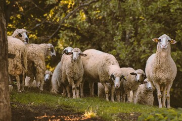 Obraz premium Group of sheep in the field