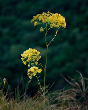 Vertical closeup of beautiful yellow giant fennel flowers growing in an evergreen forest