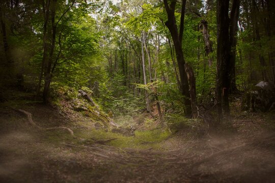 Scenic view of an mystical evergreen forest with lush trees during daytime