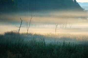 Field with a forest in the background fully covered with a fog © Mk Lichtbild/Wirestock Creators
