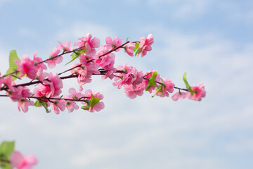 Pink cherry blossoms as a bright sky background