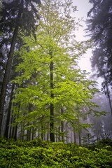 Vertical shot of a green tree in the coniferous forest.