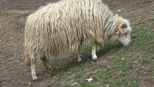 Wallachian sheep is grazing on the grass
