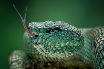 Bornean Keeled Pit Viper (Tropidolaemus subannulatus).