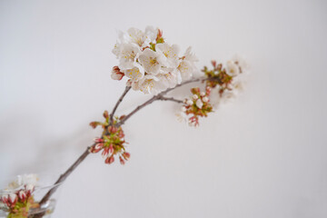 branch of cherry tree with white blossoms closeup across white background. Floral background postcard