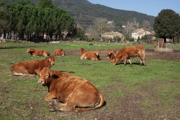 Vacas descansado