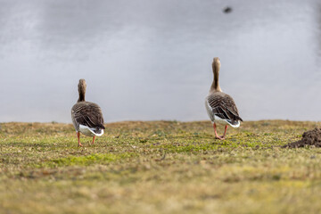 Two greylag geese standing on the grass by the lake