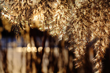 Schilf, Schilfrohr, hängende Blüte im Gegenlicht, Sonnenuntergang am Marktler Badesee, Marktl am Inn, Landkreis Altötting, See, Bouquet, Platz für Text, Copyspace, Natur, Naturschutz, Lebensraum