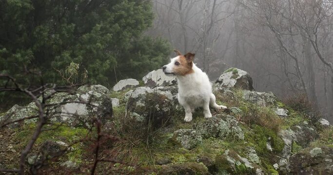 dog in a foggy forest. jack russell terrier stands on the stones. pet in the mountains. High quality 4k footage
