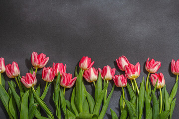 Fresh pink tulips on dark concrete background. Festive concept for Mother's Day or Valentines Day