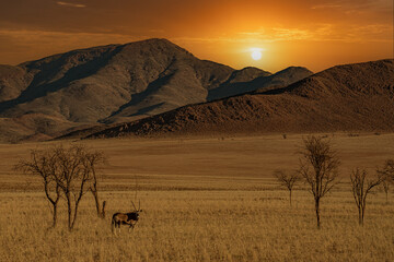 huge sand dunes in the Namib Desert with trees in the foreground of Namibia
