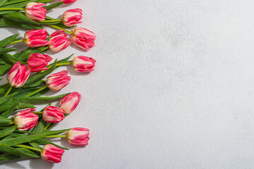 Fresh pink tulips on light concrete background. Festive concept for Mother's Day or Valentines Day