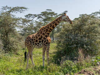 Giraffe in front Amboseli national park Kenya masai mara.(Giraffa reticulata) sunset.