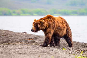 Ruling the landscape, brown bears of Kamchatka (Ursus arctos beringianus)