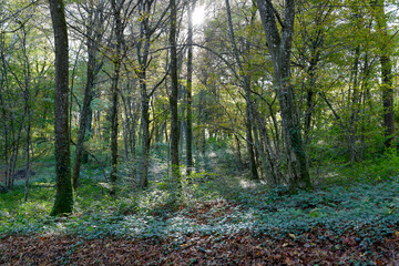 Obraz na płótnie Canvas Rayons de soleil à travers une forêt