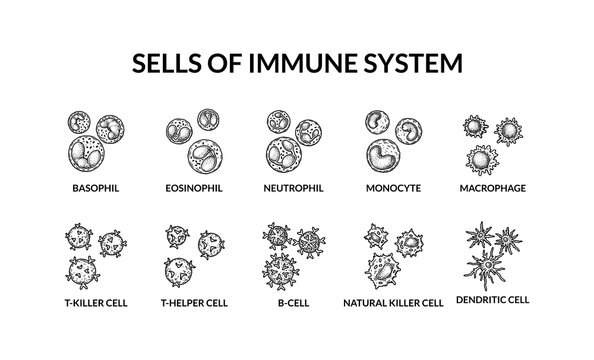 Cells of adaptive immune system. Human cells with names. Scientific microbiology vector illustration in sketch style. blood cellular components formation