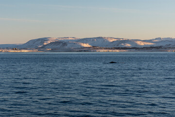 imagen de un paisaje de mar, con monta&ntilde;as nevadas, nubes en el cielo azul, y una ballena jorobada saliendo del mar a lo lejos