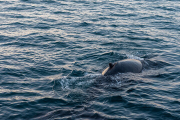 imagen de la aleta de una ballena jorobada en el mar