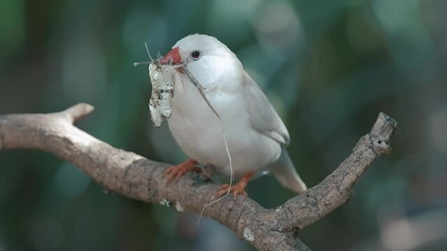 Zebra finches bird and long-tailed finch is on a tree among grass. 