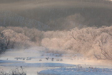 朝日に染まる樹氷と気嵐の中のタンチョウの群れ