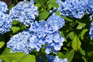 Background of blue hydrangeas in a summer garden, selective focus, close-up.