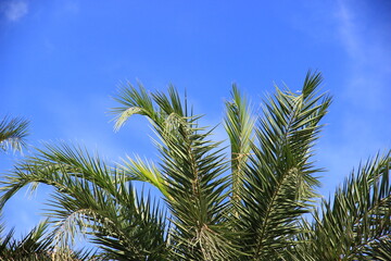 plam tree or coconut branch with bluesky background.