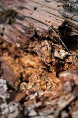 Close up of forest floor in the spring