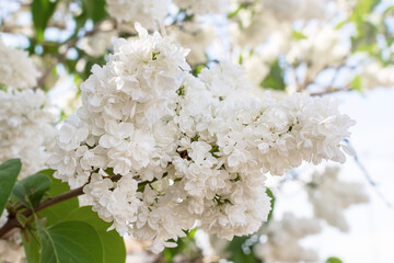white branch of blooming lilac. white lilac tree