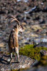 The Iberian ibex, also known as the Spanish ibex, Spanish wild goat and Iberian wild goat, Capra pyrenaica. Sierra Nevada mountain range, Spain.