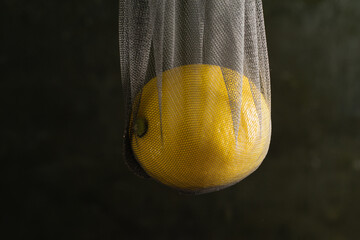 Earth day, recycling and zero waste concept. Lemons in a reusable mesh for fruits and vegetables on...