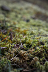 Close up of forest floor in the spring