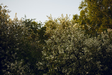 beautiful blooming garden at sunrise. park during spring blooming. background with soft focus
