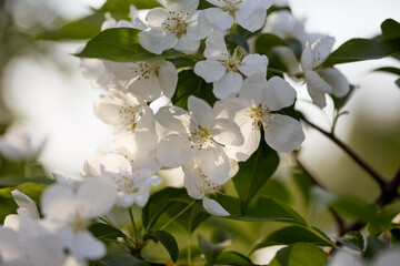 beautiful blooming branch with white flowers close-up. sunset rays in the spring garden. blurred background with bokeh and copy space