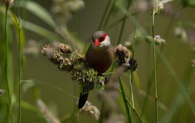 red winged blackbird