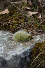 Close up of forest floor in the spring
