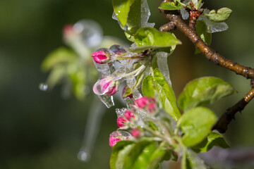 Frost sprinkling in South Tirol (Vinschgau)