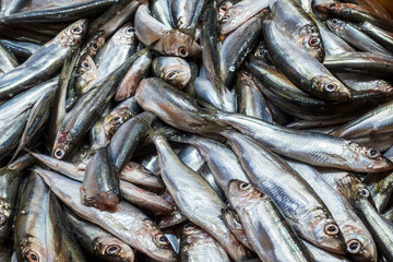 Obraz premium Many Raw Small Sprat Fishes Background. Top View. Bulk of Fresh Sprats on a Market Stall.