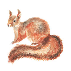 Squirrel isolated on a white background, watercolor