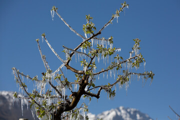 Frost sprinkling in South Tirol (Vinschgau)