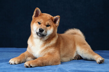 Cute fluffy shiba inu puppy lying on a blue background.Red puppy