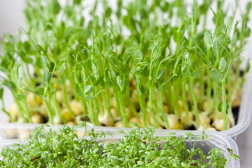Cultivation of microgreen peas. High angle shot. Close-up view, selective focus.