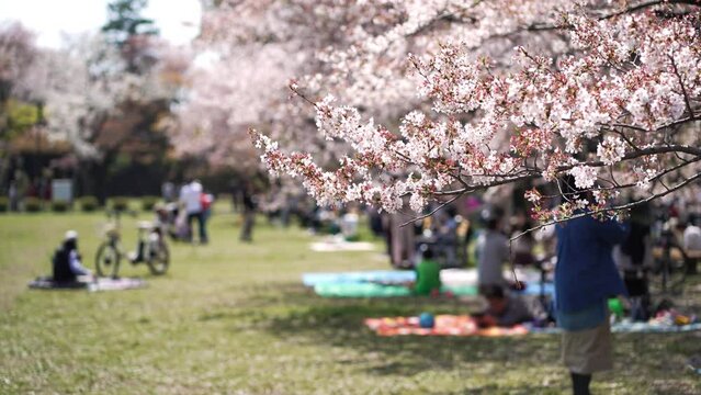風に揺れる桜と芝生広場でお花見する人々・春の小金井公園の風景（2023年4月）