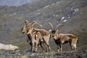 The Iberian ibex, also known as the Spanish ibex, Spanish wild goat and Iberian wild goat, Capra pyrenaica. Sierra Nevada mountain range, Spain.